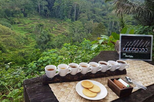 coffee plantation