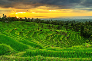 jatiluwih rice terrace